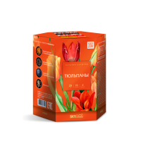 Тюльпаны Салют купить в Тотьме | totma.salutsklad.ru